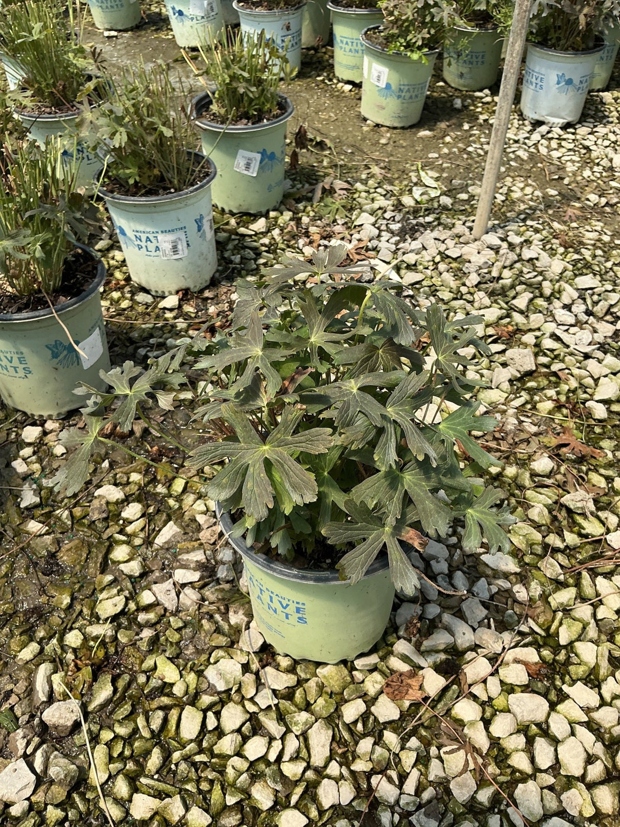 Espresso Cranesbill Geranium in a #1 container showing deep bronze-green lobed foliage at a native plant nursery.
