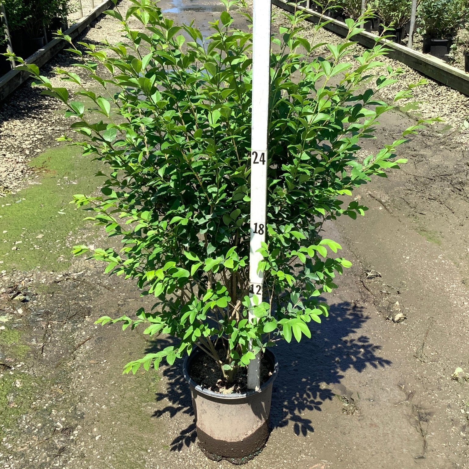 North Privet Hedge shrub in a #3 container shown against a measurement pole at approximately 30 inches tall.