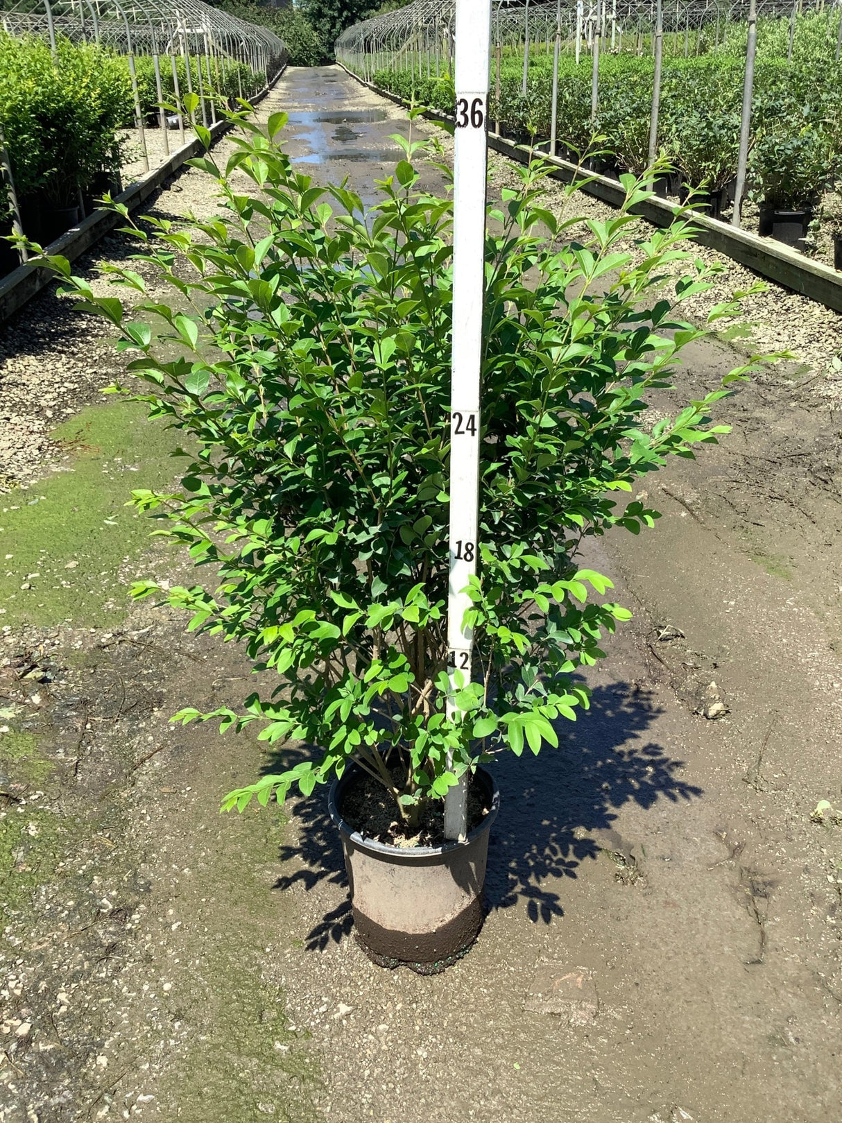 North Privet Hedge shrub in a #3 container shown against a measurement pole at approximately 30 inches tall.