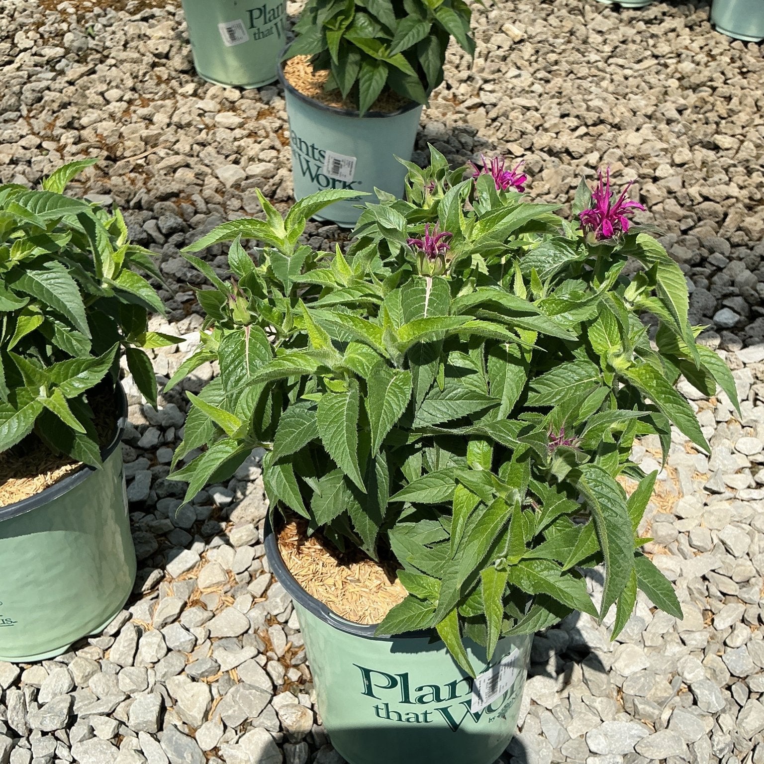Balmy Purple Bee Balm in a nursery container showing vibrant magenta blooms and lush green foliage.