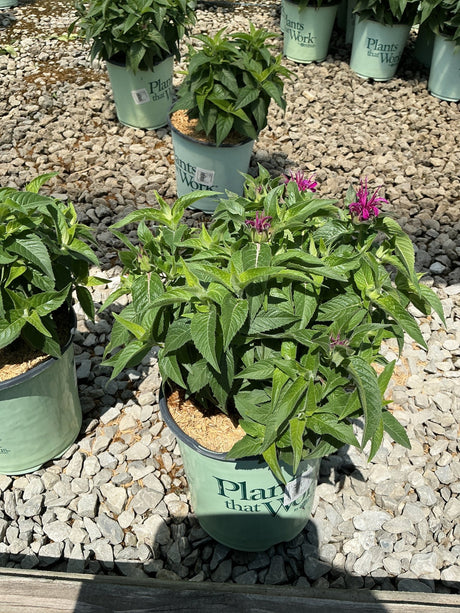 Balmy Purple Bee Balm in a nursery container showing vibrant magenta blooms and lush green foliage.