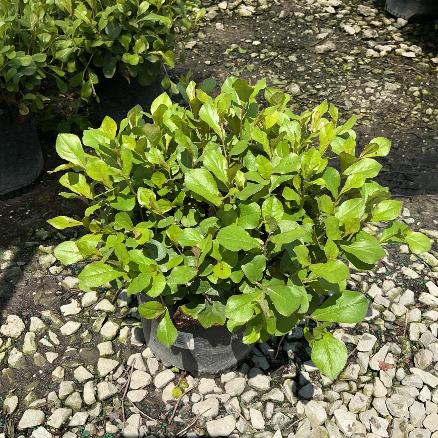 Blue Plumbago plant in a #1 container displaying dense bright green foliage at a nursery.