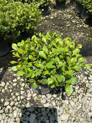 Blue Plumbago plant in a #1 container displaying dense bright green foliage at a nursery.
