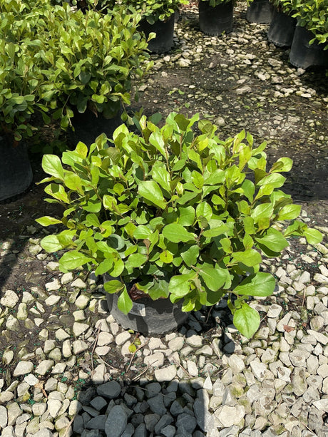Blue Plumbago plant in a #1 container displaying dense bright green foliage at a nursery.