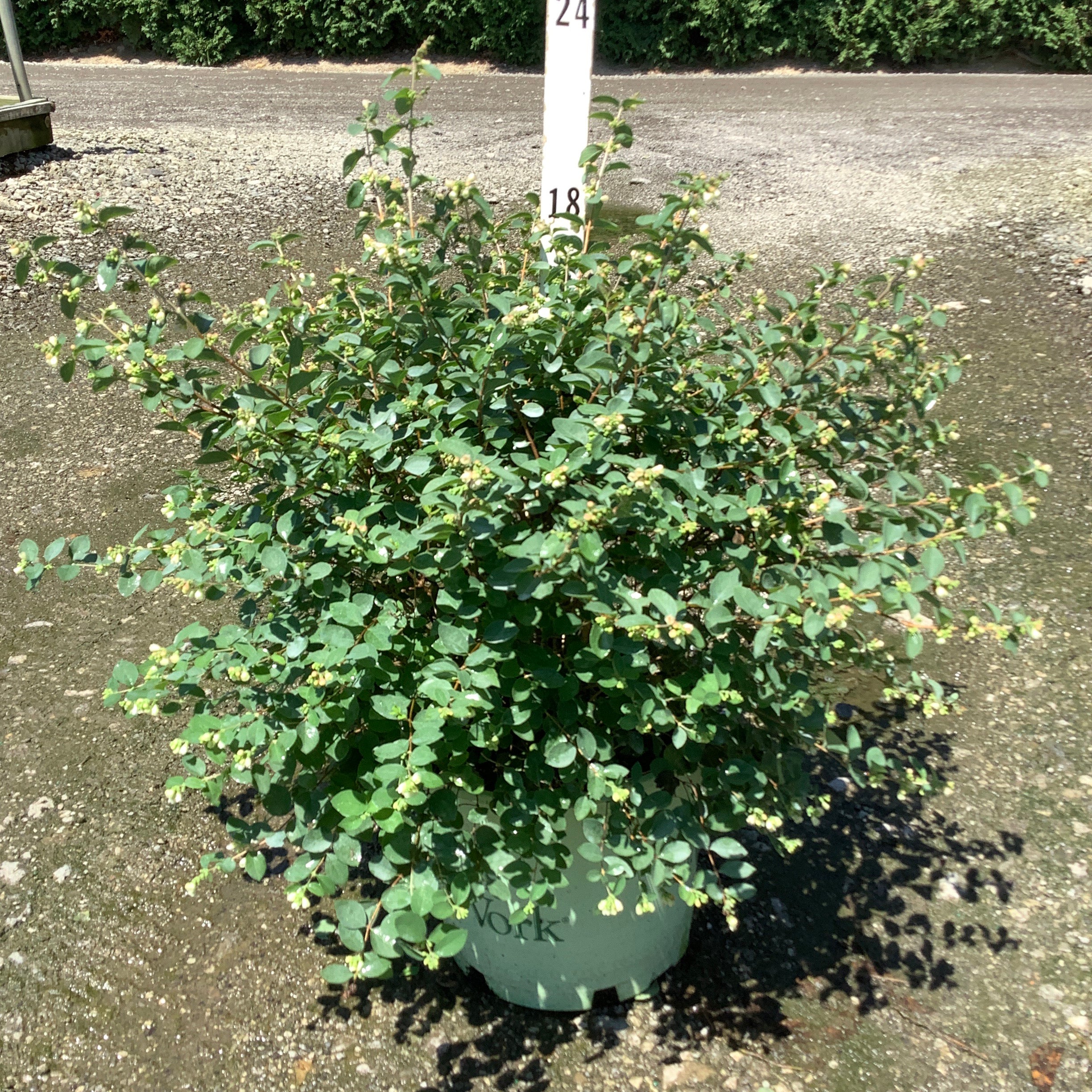 Sweet Sensation Snowberry shrub in a #3 container showing dense green foliage and small white flower buds in early summer.