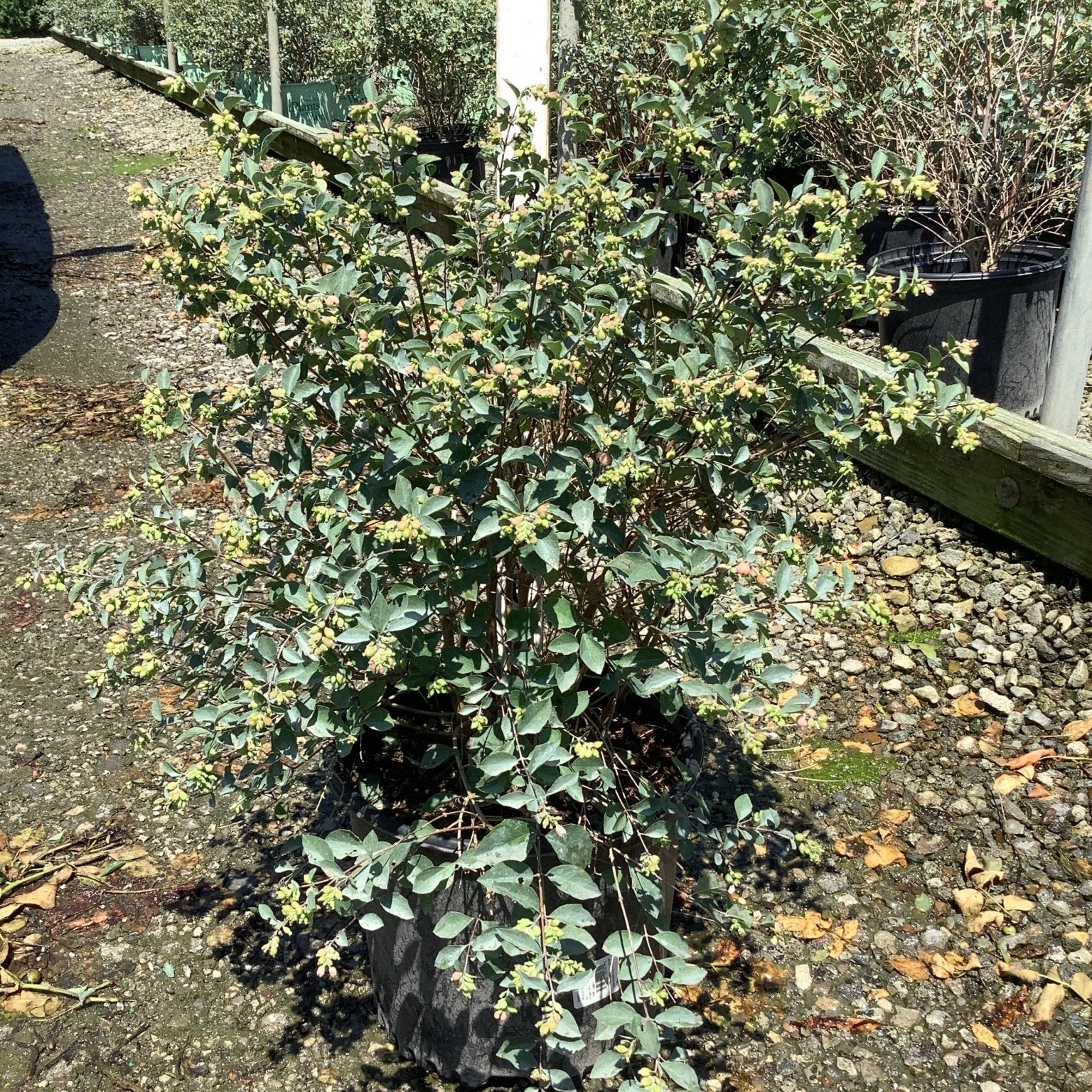 Magical Avalanche Snowberry shrub in a #3 nursery container showing dense green foliage and small flower buds at a garden center.