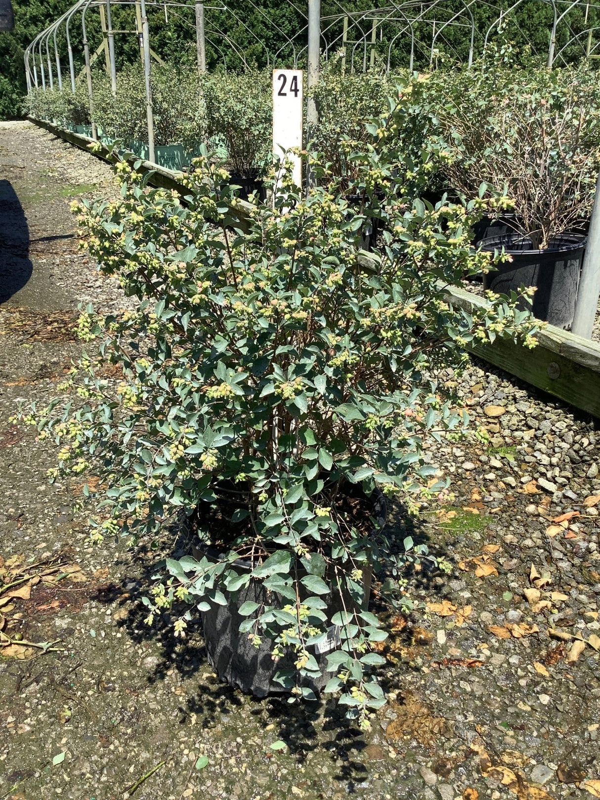 Magical Avalanche Snowberry shrub in a #3 nursery container showing dense green foliage and small flower buds at a garden center.