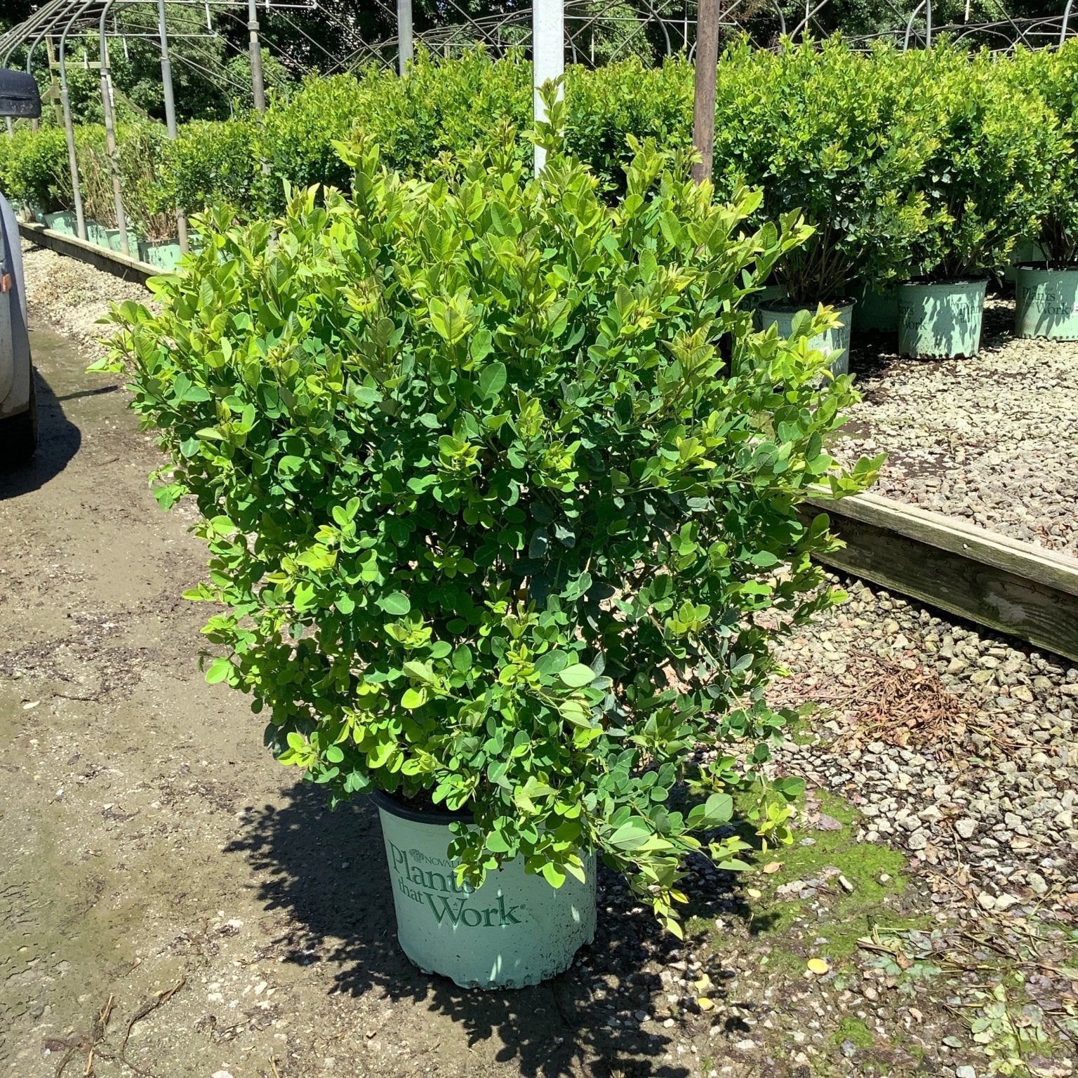 Lush green shrub in a nursery container labeled Plants that Work, showing dense rounded foliage habit at a garden center.
