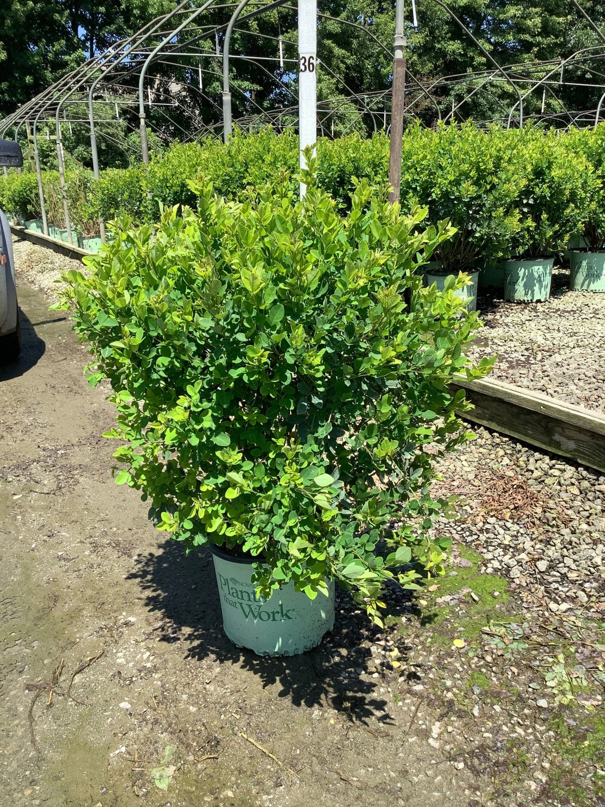 Lush green shrub in a nursery container labeled Plants that Work, showing dense rounded foliage habit at a garden center.
