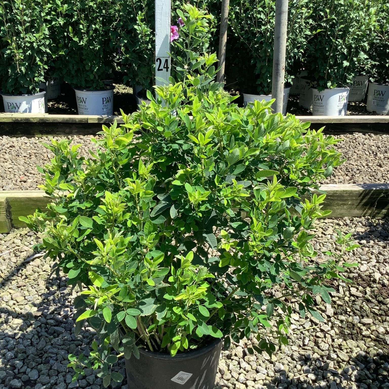 Gibraltar Bush Clover shrub in a #3 container, showing dense mounded green foliage at a nursery.