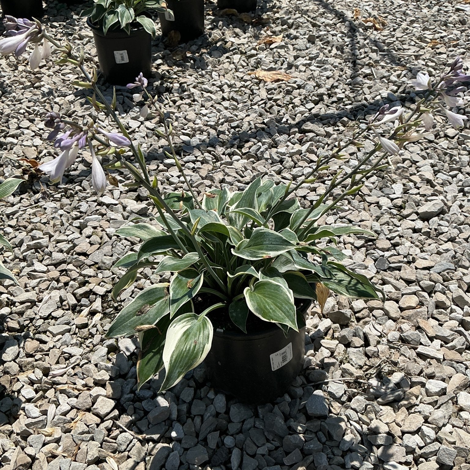 First Frost Hosta in a black nursery container displaying variegated green and white foliage with lavender blooms on tall scapes.