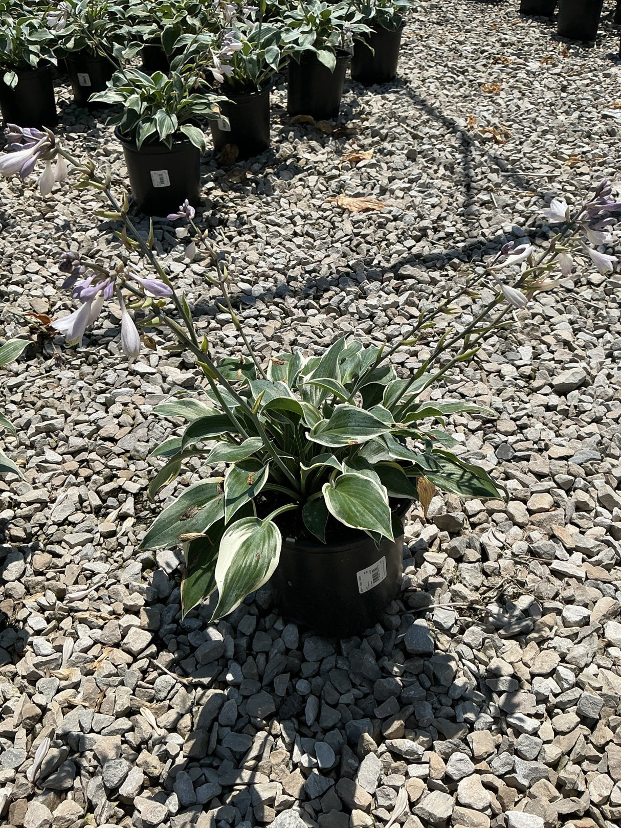 First Frost Hosta in a black nursery container displaying variegated green and white foliage with lavender blooms on tall scapes.