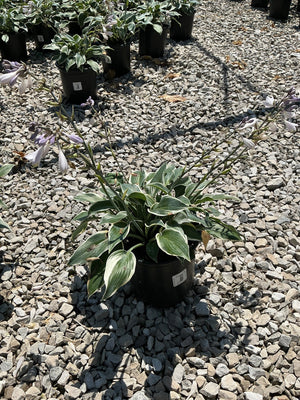 First Frost Hosta in a black nursery container displaying variegated green and white foliage with lavender blooms on tall scapes.