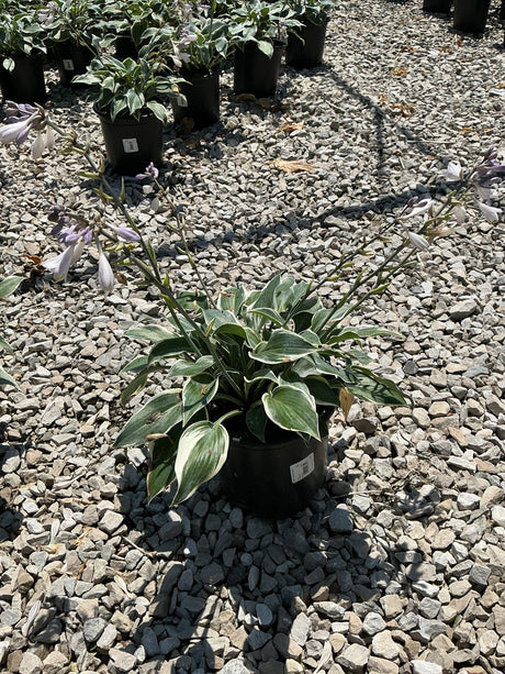 First Frost Hosta in a black nursery container displaying variegated green and white foliage with lavender blooms on tall scapes.