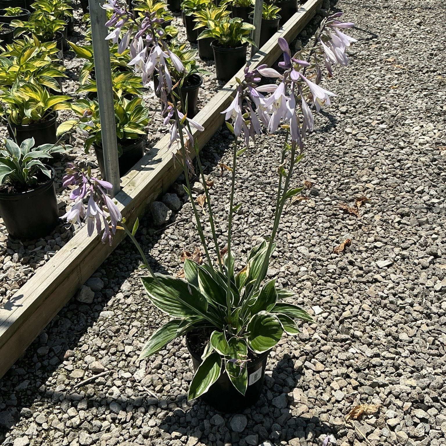 Francee Hosta in a #1 container displaying variegated green and white foliage with tall lavender flower scapes.