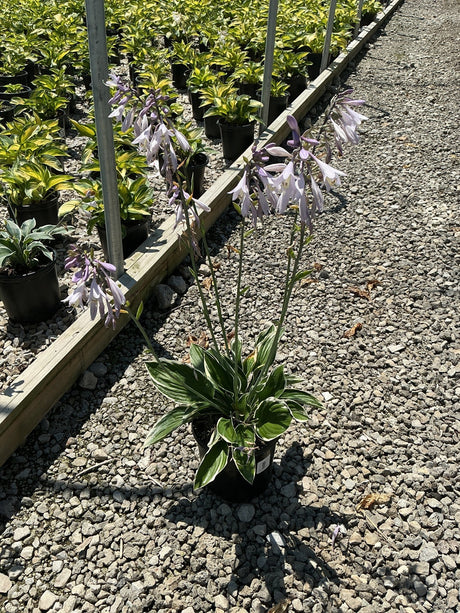 Francee Hosta in a #1 container displaying variegated green and white foliage with tall lavender flower scapes.