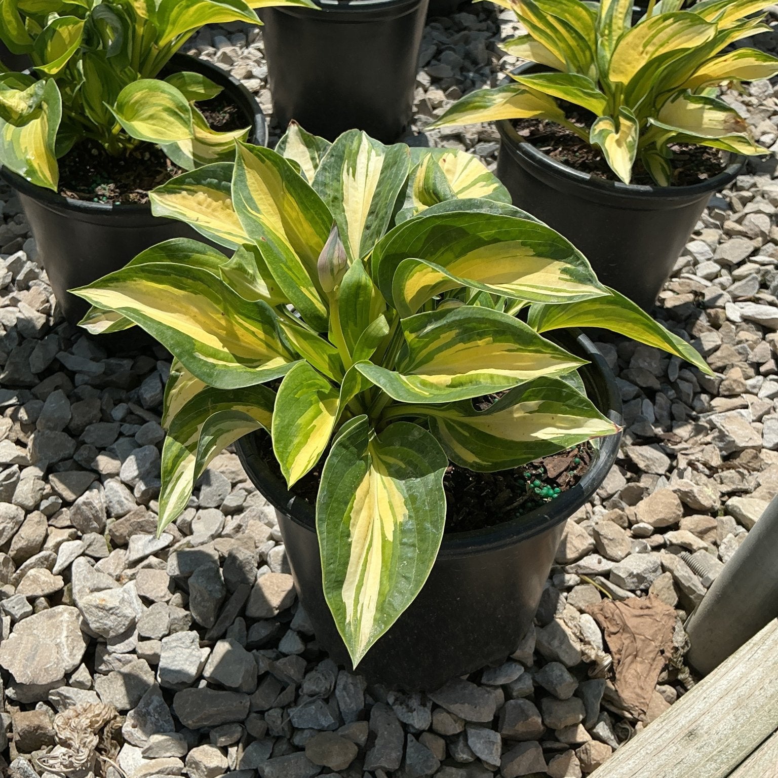 Great Expectations Hosta in a black nursery container showing bold green leaves with creamy yellow centers.