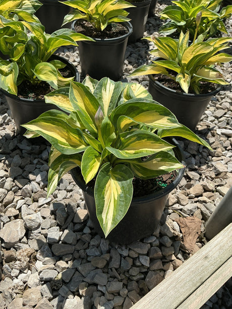 Great Expectations Hosta in a black nursery container showing bold green leaves with creamy yellow centers.