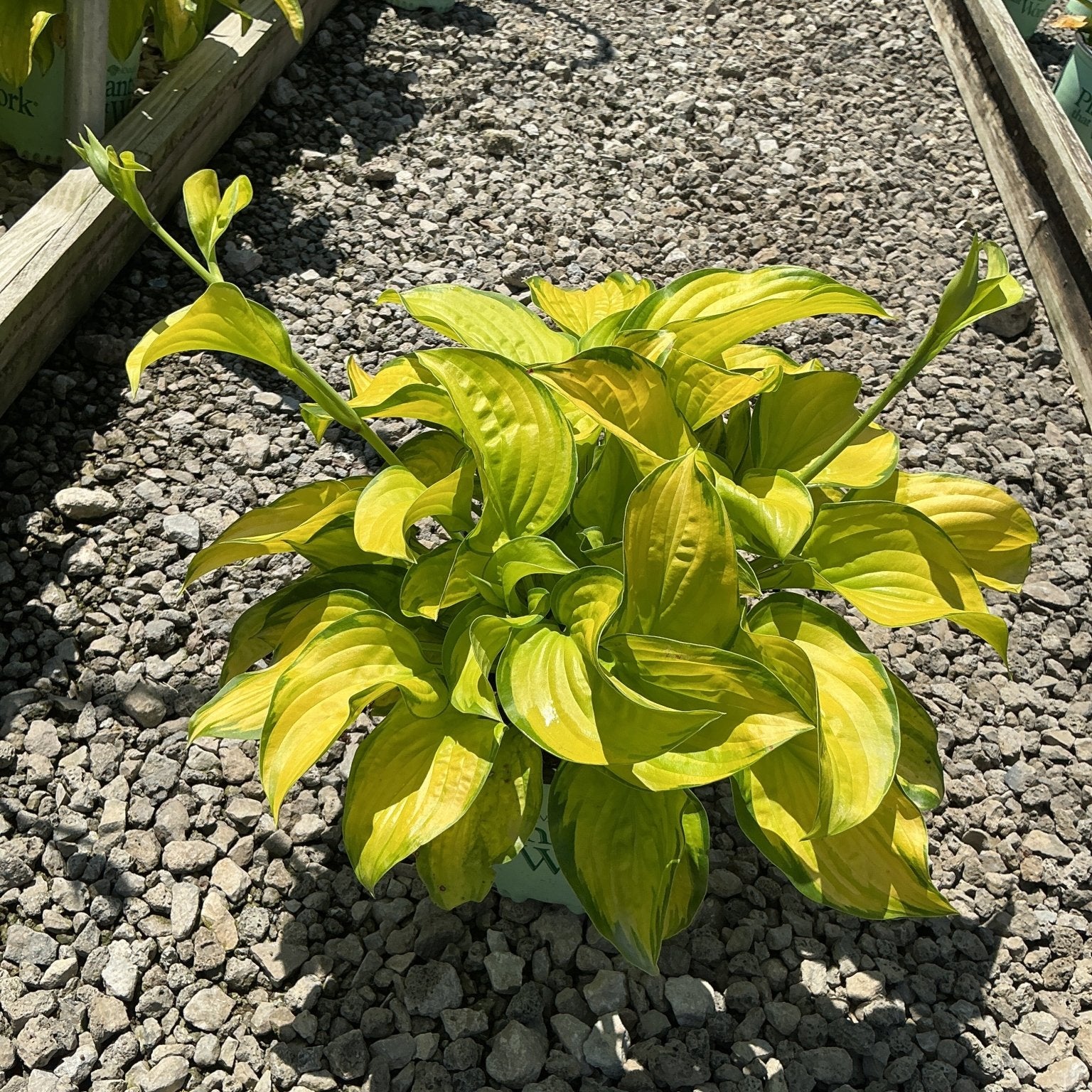 Stained Glass Hosta in a nursery container displaying bright yellow and green variegated foliage on a gravel path.