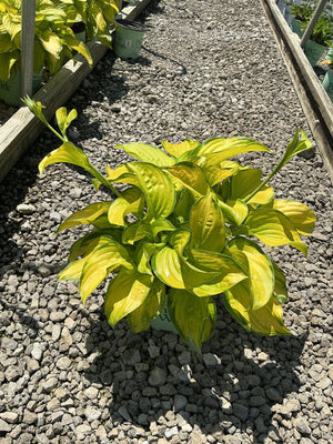 Stained Glass Hosta in a nursery container displaying bright yellow and green variegated foliage on a gravel path.