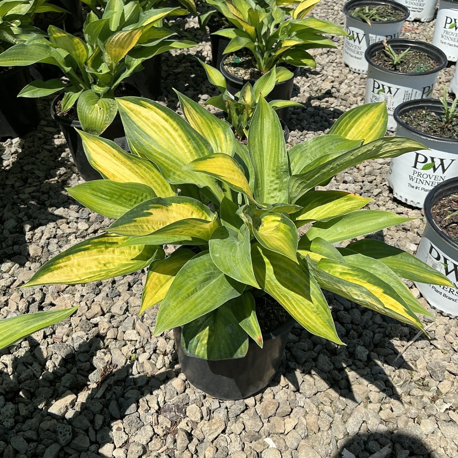 Paul's Glory Hosta in a black nursery container displaying bold yellow and green variegated foliage in bright sunlight.
