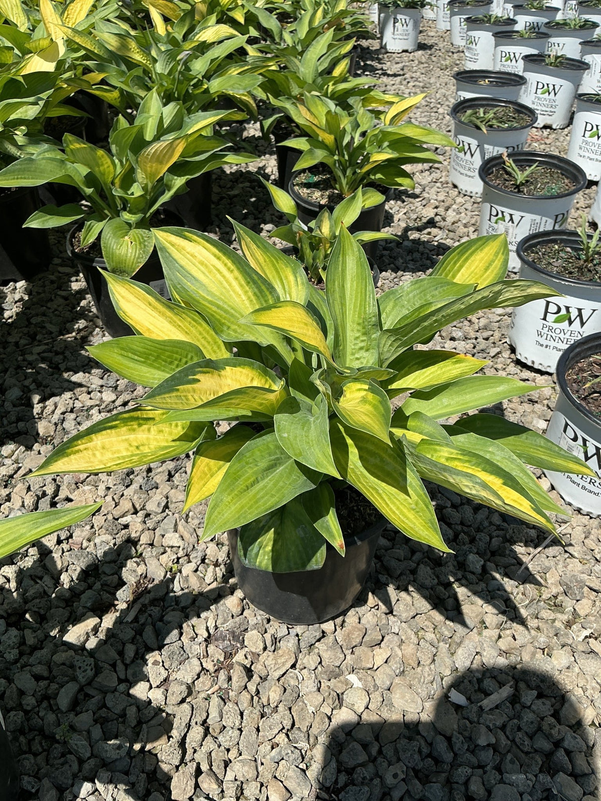 Paul's Glory Hosta in a black nursery container displaying bold yellow and green variegated foliage in bright sunlight.