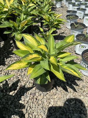 Paul's Glory Hosta in a black nursery container displaying bold yellow and green variegated foliage in bright sunlight.