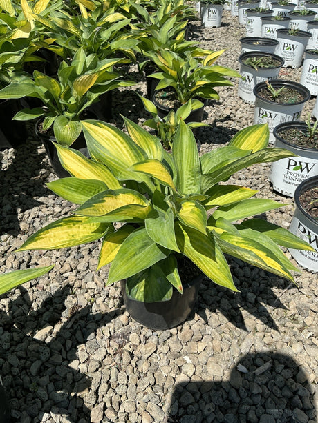 Paul's Glory Hosta in a black nursery container displaying bold yellow and green variegated foliage in bright sunlight.