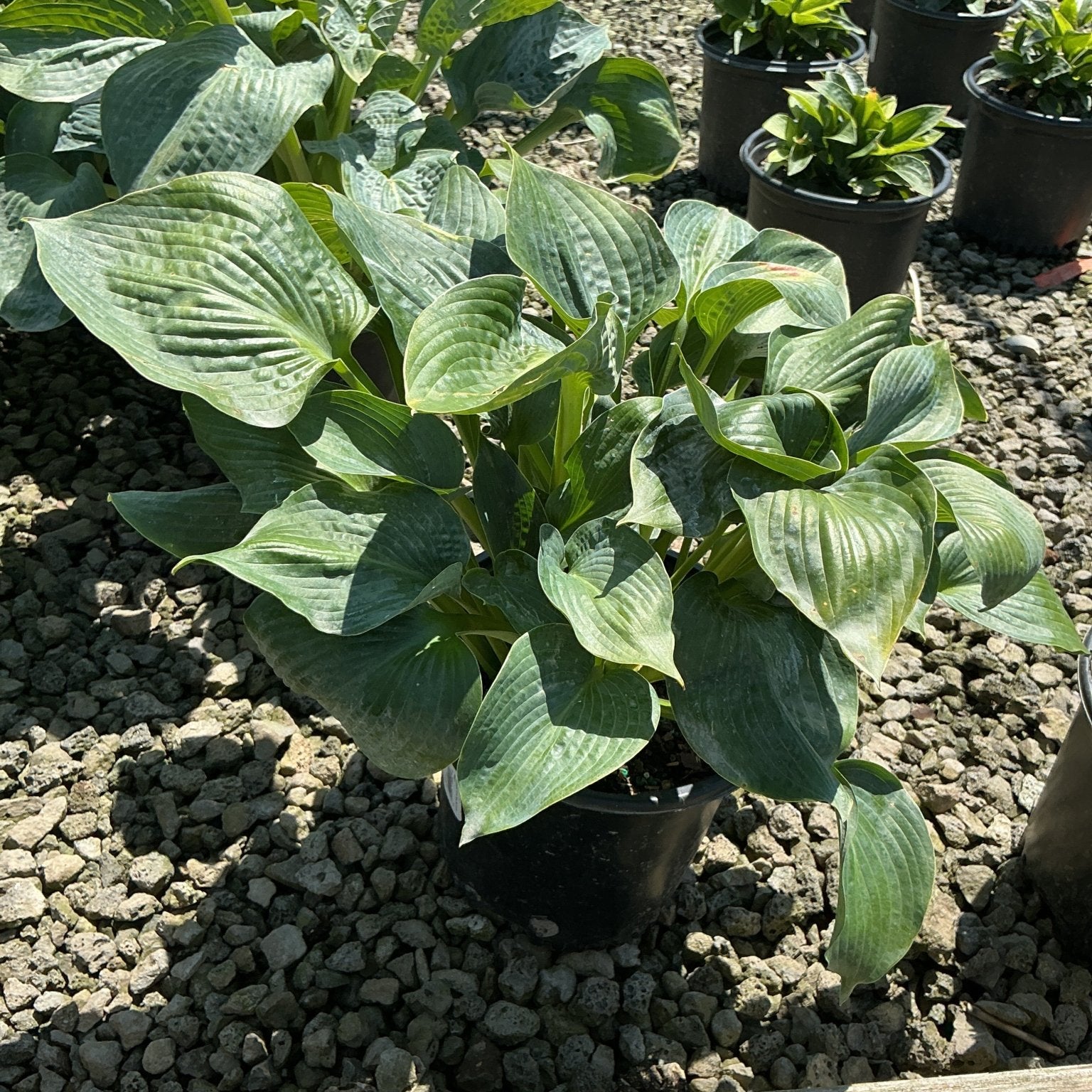 Big Daddy Hosta in a black nursery container showing large blue-green textured leaves with prominent veining.