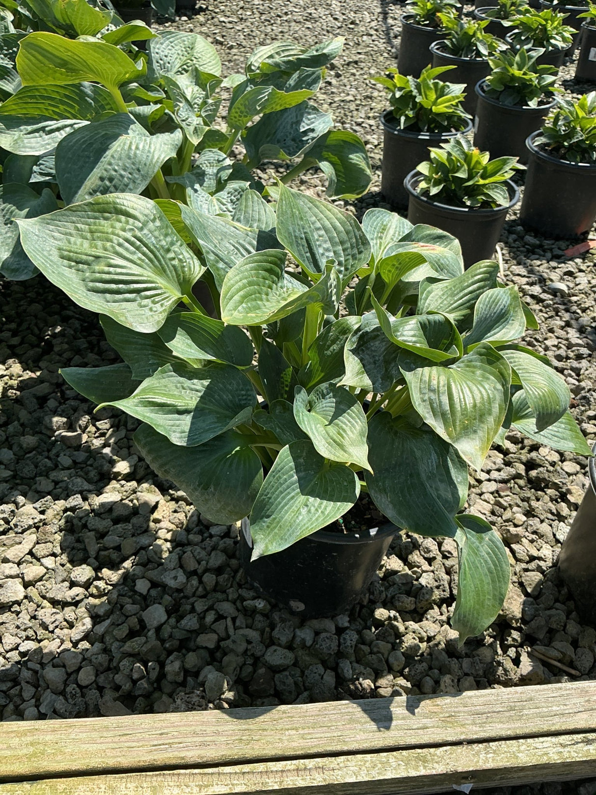 Big Daddy Hosta in a black nursery container showing large blue-green textured leaves with prominent veining.