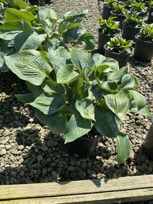 Big Daddy Hosta in a black nursery container showing large blue-green textured leaves with prominent veining.