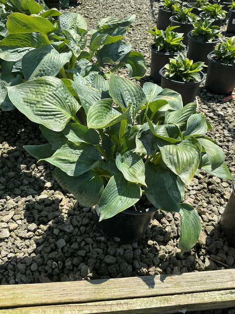 Big Daddy Hosta in a black nursery container showing large blue-green textured leaves with prominent veining.