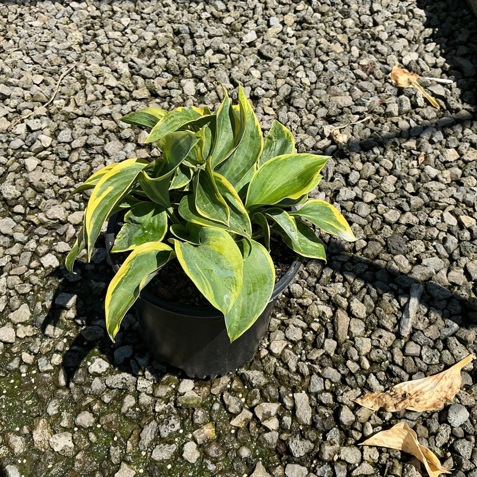 Frances Williams Hosta in a black nursery container, showing green leaves with golden-yellow margins, set on gravel.