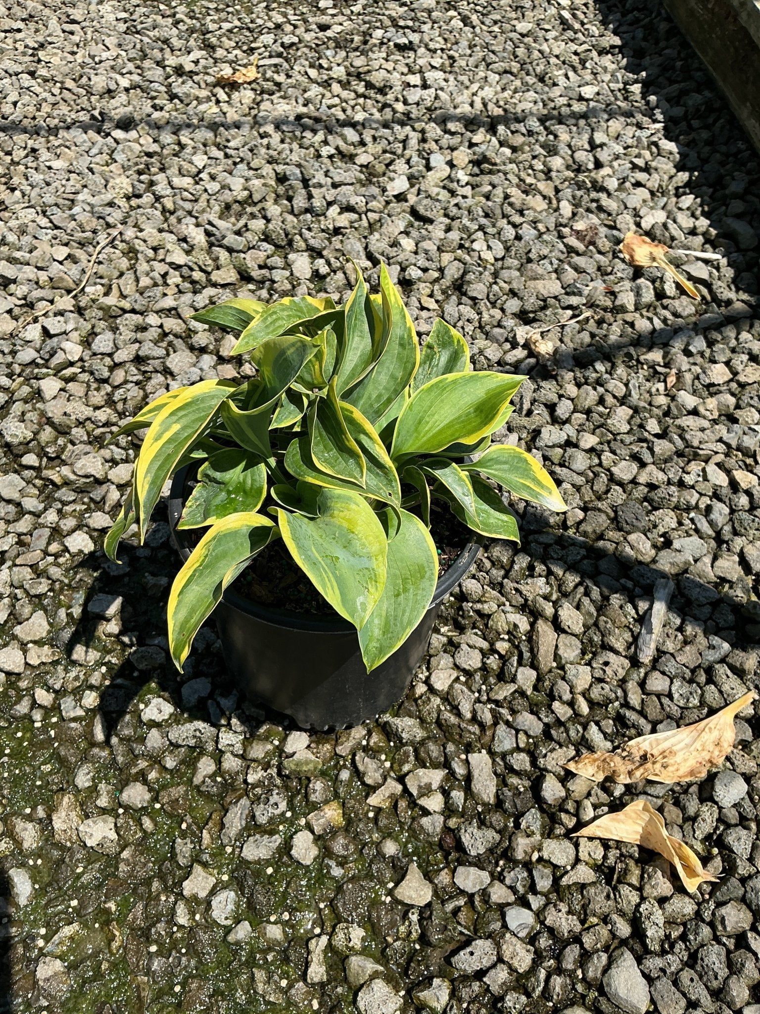 Frances Williams Hosta in a black nursery container, showing green leaves with golden-yellow margins, set on gravel.