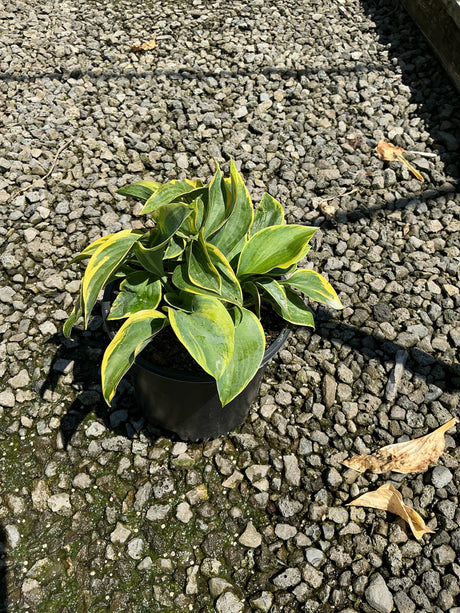 Frances Williams Hosta in a black nursery container, showing green leaves with golden-yellow margins, set on gravel.
