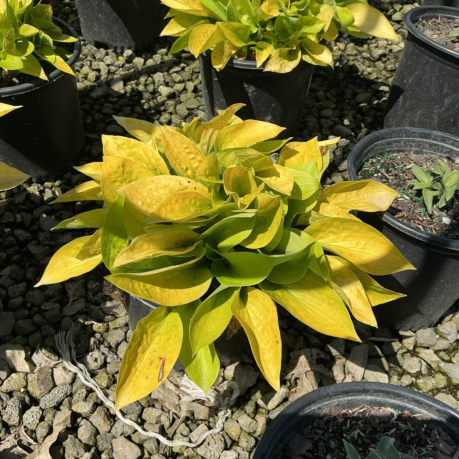 Maui Buttercups Hosta displaying bright golden-yellow foliage in a black nursery container on a gravel surface.