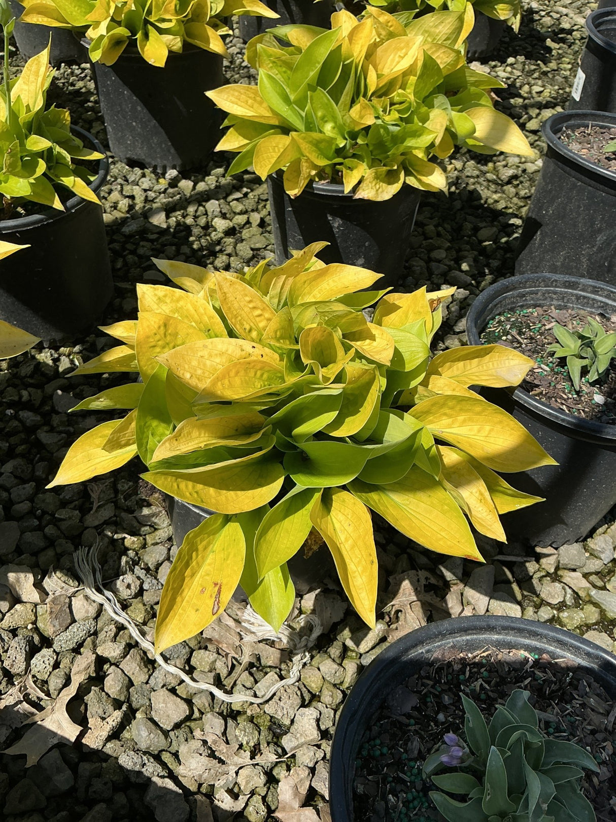 Maui Buttercups Hosta displaying bright golden-yellow foliage in a black nursery container on a gravel surface.