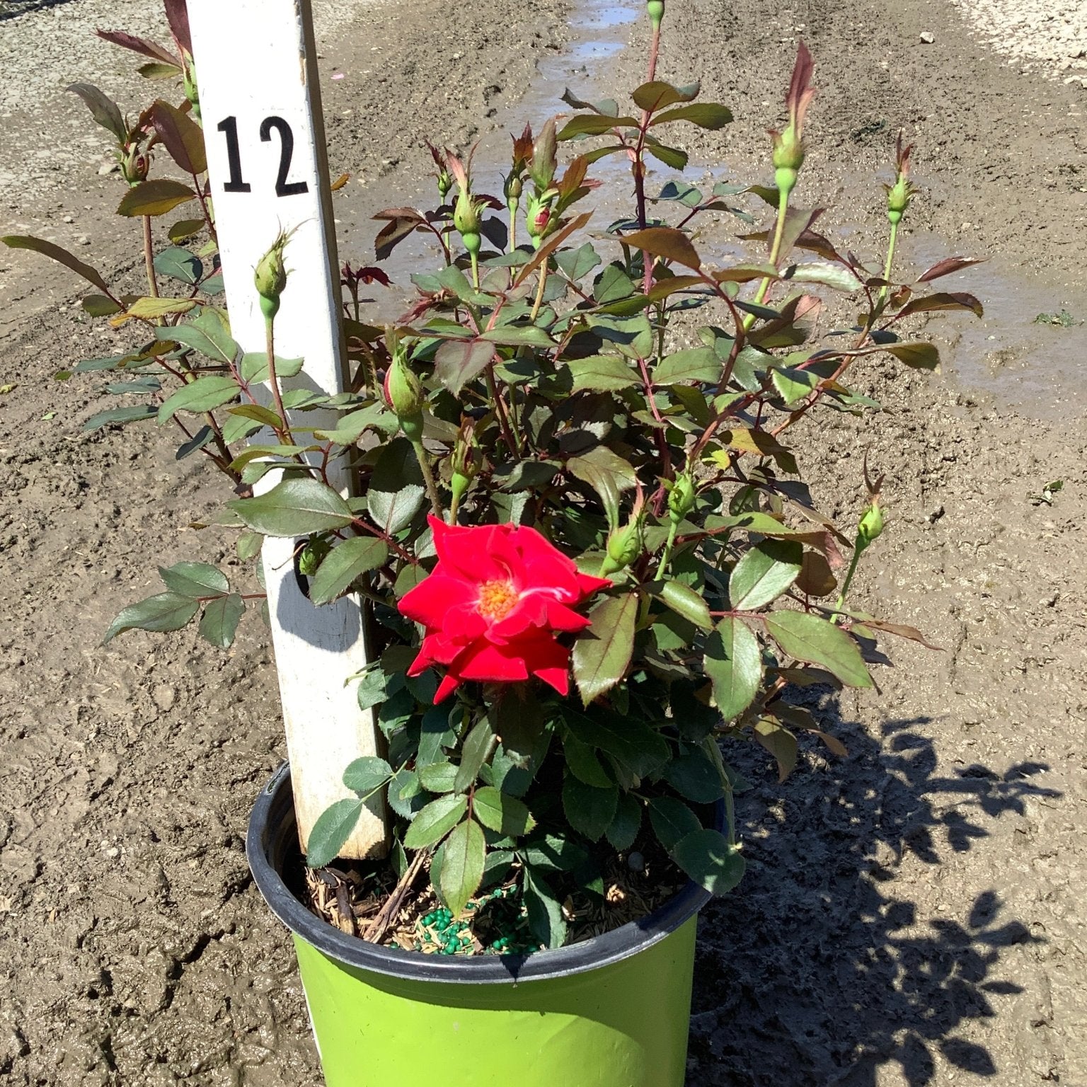 Red Double Knock Out Rose in a green nursery container with one open red bloom and many green buds ready to open.
