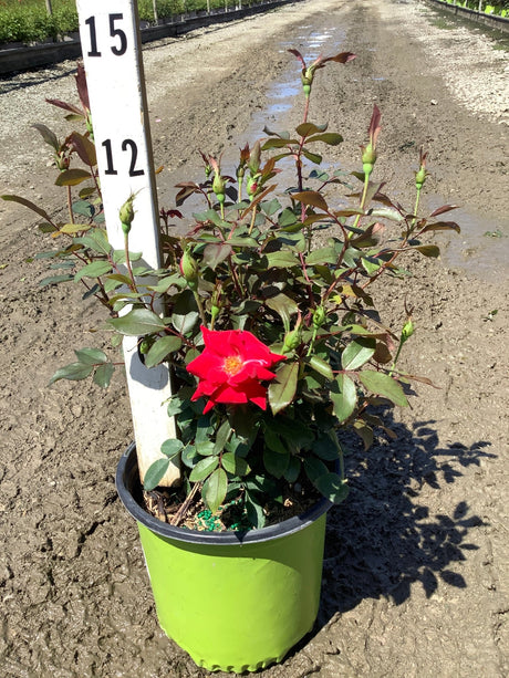 Red Double Knock Out Rose in a green nursery container with one open red bloom and many green buds ready to open.