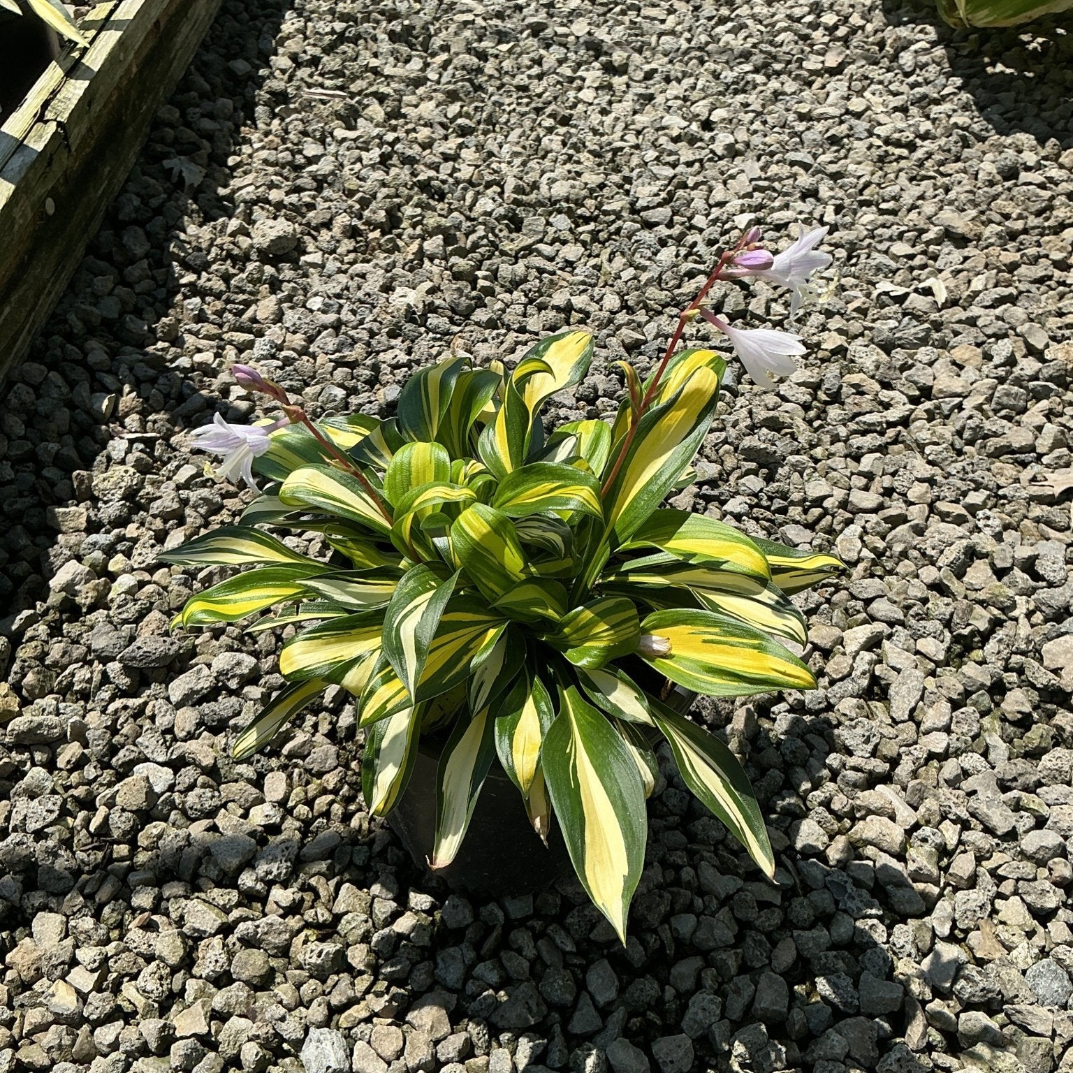 Rainbow's End Hosta in a container displaying striking green and yellow variegated foliage with delicate white blooms on red stems.