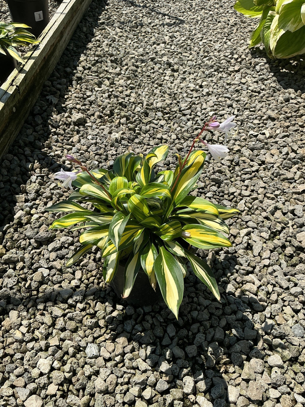 Rainbow's End Hosta in a container displaying striking green and yellow variegated foliage with delicate white blooms on red stems.