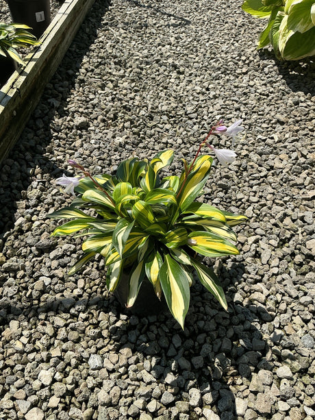 Rainbow's End Hosta in a container displaying striking green and yellow variegated foliage with delicate white blooms on red stems.