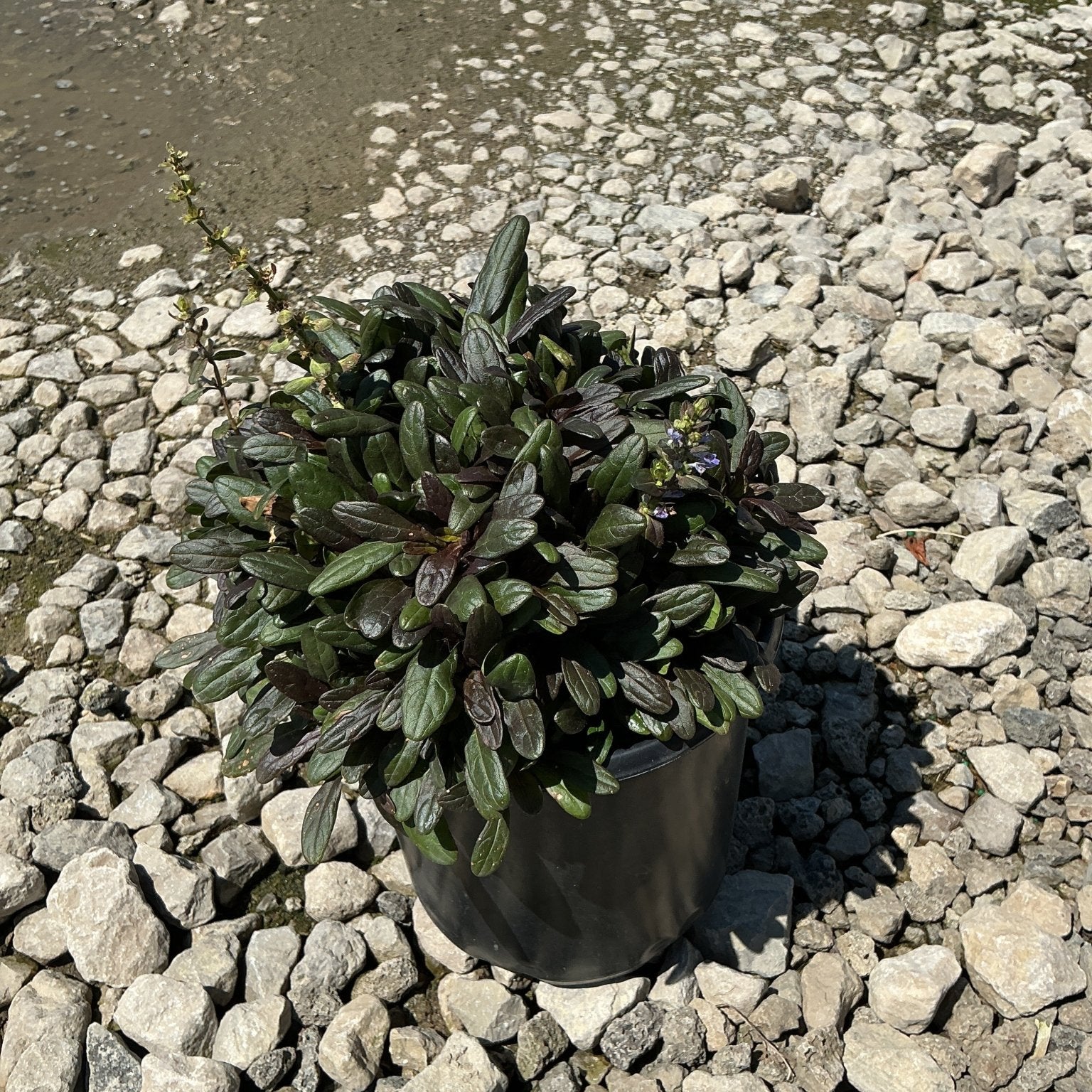 Chocolate Chip Ajuga in a black nursery container, showing dense dark bronze-green foliage with small blue flowers on gravel.