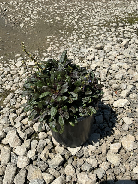Chocolate Chip Ajuga in a black nursery container, showing dense dark bronze-green foliage with small blue flowers on gravel.