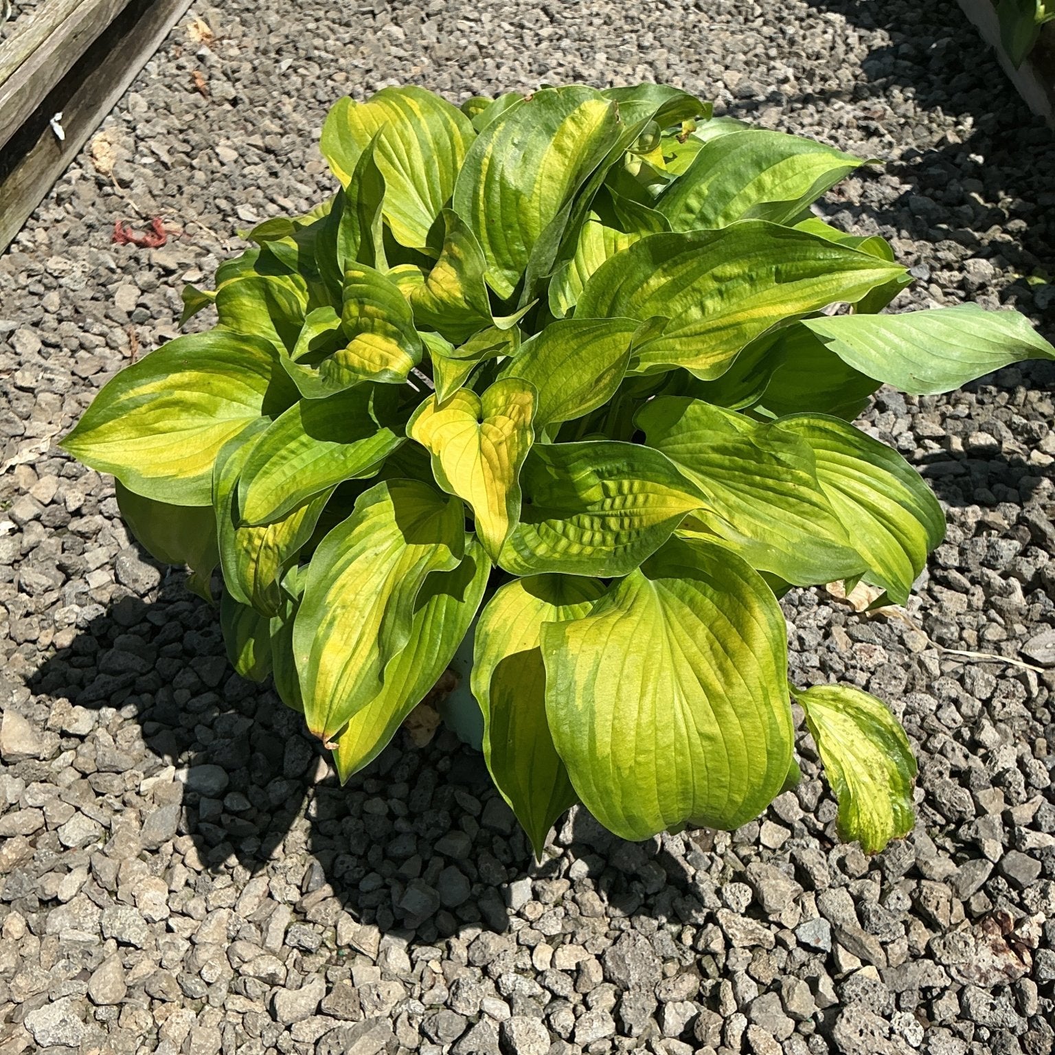 Old Glory Hosta displaying bold green and chartreuse variegated foliage in a nursery gravel setting.