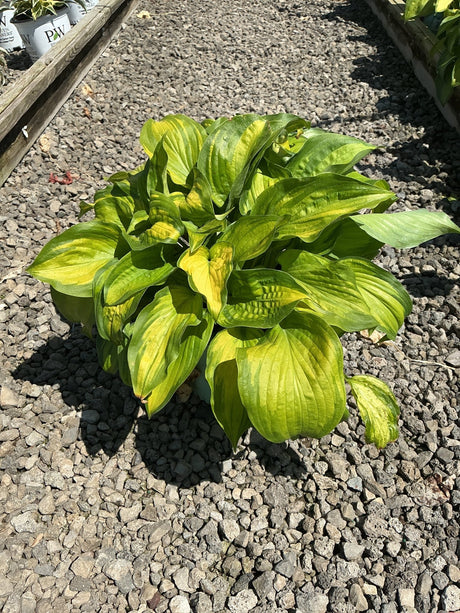 Old Glory Hosta displaying bold green and chartreuse variegated foliage in a nursery gravel setting.