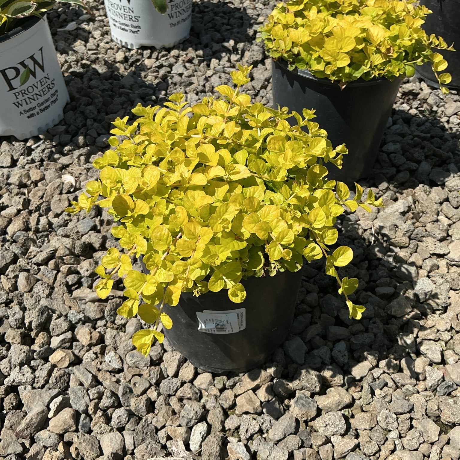 Golden Creeping Jenny Lysimachia nummularia Aurea displaying bright chartreuse foliage in a black nursery container on gravel.