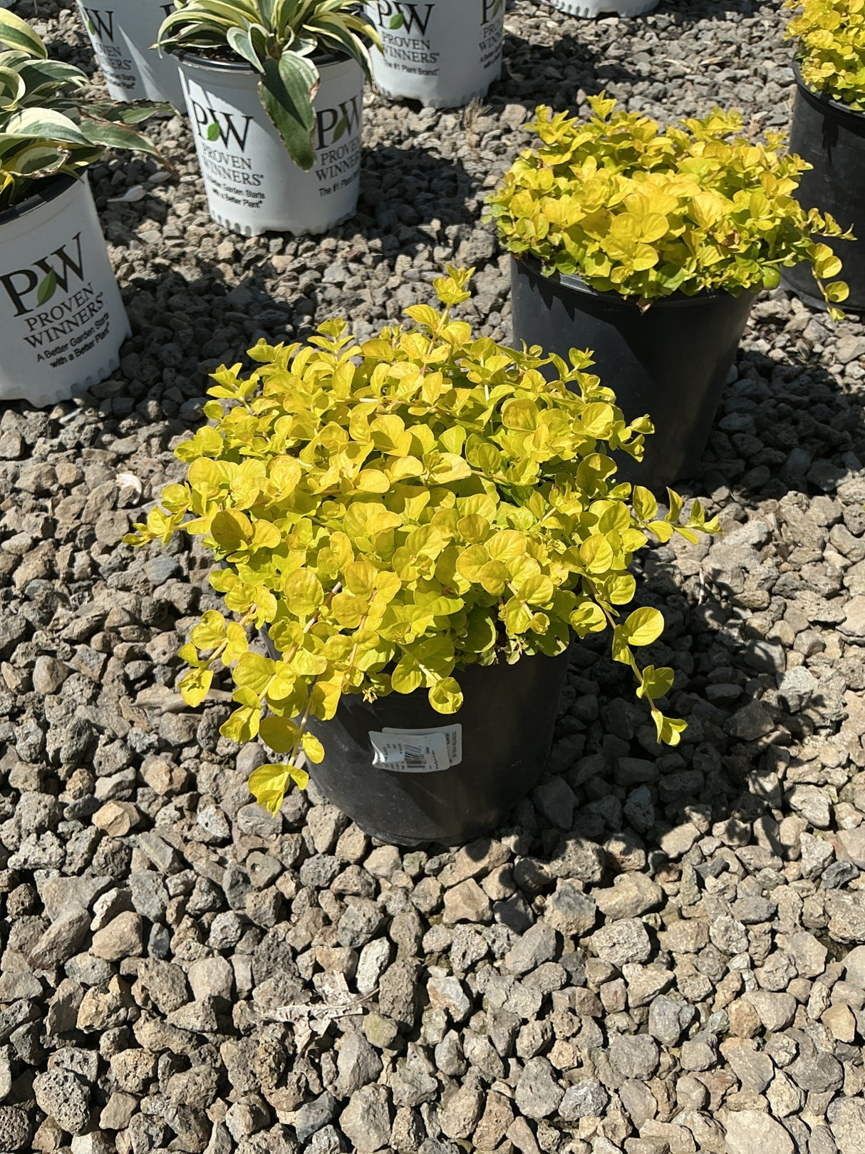 Golden Creeping Jenny Lysimachia nummularia Aurea displaying bright chartreuse foliage in a black nursery container on gravel.