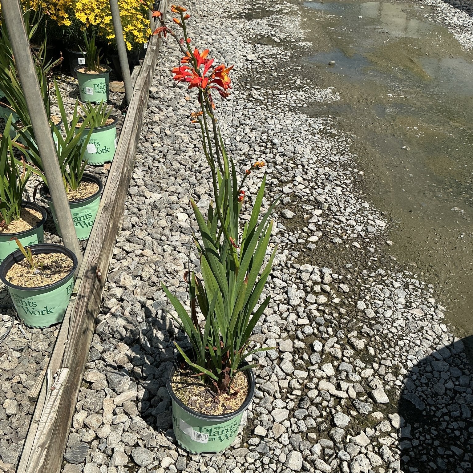 Orange Pekoe Crocosmia in a #1 container displaying arching stems with vivid orange blooms at a nursery.
