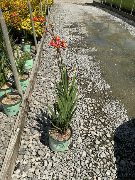Orange Pekoe Crocosmia in a #1 container displaying arching stems with vivid orange blooms at a nursery.